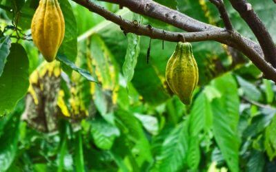 Making Chocolate: Cacao Tree To Chocolate Bar