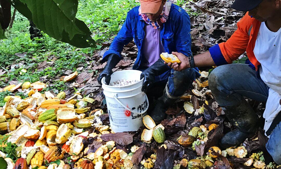Autumn 2017: Impressions from our Criollo Harvest Time.