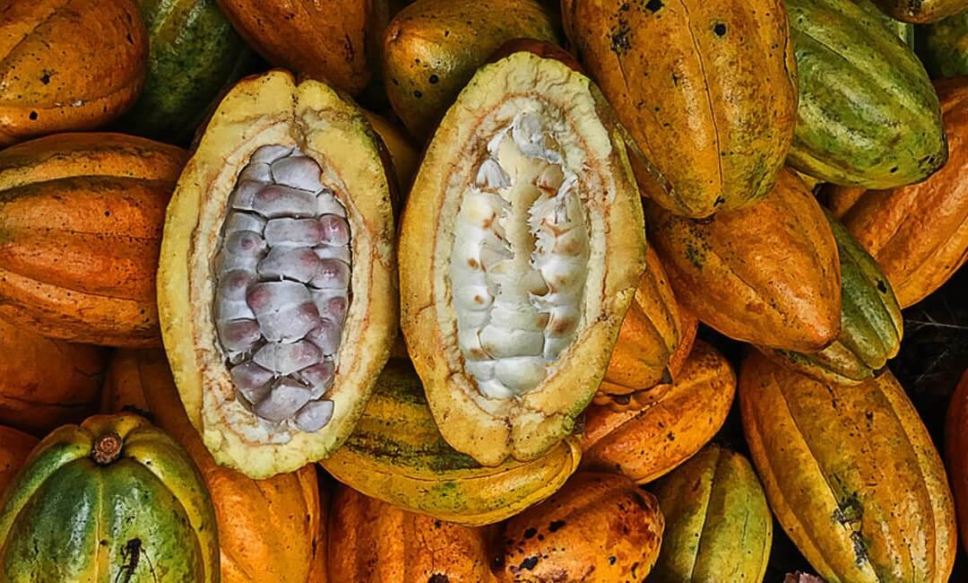 Great tasting test of our 3 “Betulias”