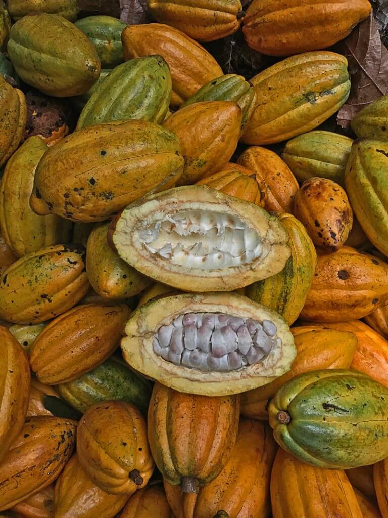 Our Fine Flavour Cacao. Organic Single Variety Criollo Cacao.